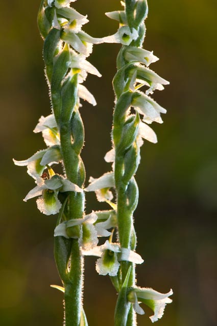 Spiranthes spiralis....ancora